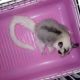Sugar Glider Animals for sale in Coshocton, OH 43812, USA. price: NA