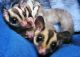 Sugar Glider Rodents for sale in Brooklyn, NY 11223, USA. price: NA