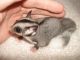 Sugar Glider Rodents for sale in Austin, TX 78741, USA. price: NA