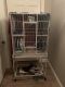 Sugar Glider Rodents for sale in Gilbert, AZ, USA. price: $450