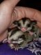 Sugar Glider Animals for sale in Forest Hill, TX, USA. price: NA