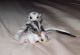 Sugar Glider Rodents for sale in Los Angeles, CA, USA. price: NA