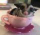 Sugar Glider Rodents for sale in Leland, NC, USA. price: NA