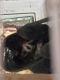 Sugar Glider Rodents for sale in Medina County, OH, USA. price: NA