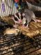 Sugar Glider Rodents for sale in Asheboro, NC, USA. price: $200