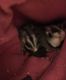 Sugar Glider Rodents for sale in Columbia, SC, USA. price: NA