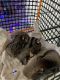Sugar Glider Rodents for sale in Long Island Expy, Queens, NY, USA. price: NA