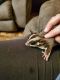 Sugar Glider Animals for sale in Howland, ME, USA. price: NA