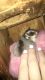 Sugar Glider Rodents for sale in Pembroke Pines, FL, USA. price: NA