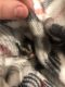 Sugar Glider Rodents for sale in Oregon City, OR 97045, USA. price: NA