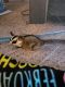 Sugar Glider Animals for sale in Indianapolis, IN, USA. price: $200