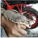 Sugar Glider Rodents for sale in Vacaville, CA, USA. price: NA
