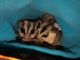 Sugar Glider Animals for sale in Baker City, OR 97814, USA. price: $500