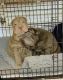 Sulimov Puppies for sale in Phoenix, AZ, USA. price: NA