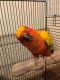 Sun Conure Birds for sale in Lima, OH, USA. price: NA