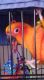 Sun Conure Birds for sale in St Helens, OR, USA. price: NA