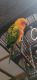 Sun Conure Birds for sale in 77 Winter Green Ct, Harrison, OH 45030, USA. price: $600