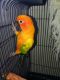 Sun Conure Birds for sale in West Columbia, TX 77486, USA. price: $800