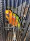 Sun Conure Birds for sale in 475 Tuttle Ave NE, Grand Rapids, MI 49503, USA. price: NA