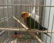 Sun Conure Birds for sale in Spokane, WA 99212, USA. price: NA