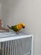 Sun Conure Birds for sale in 6733 SW 140th Ave, Miami, FL 33183, USA. price: NA