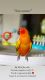 Sun Conure Birds for sale in Alafaya, FL 32825, USA. price: NA