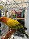 Sun Conure Birds for sale in 351 Oak Vista Ct, Lawrenceville, GA 30044, USA. price: $700