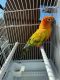 Sun Conure Birds for sale in 351 Oak Vista Ct, Lawrenceville, GA 30044, USA. price: $450