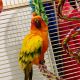 Sun Conure Birds for sale in Houghton, MI 49931, USA. price: $250