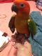 Sun Conure Birds for sale in Kahului, HI 96732, USA. price: NA