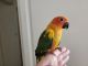 Sun Conure Birds for sale in San Diego, CA, USA. price: $300
