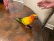 Sun Conure Birds for sale in Wesley Chapel, FL, USA. price: NA