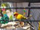 Sun Conure Birds for sale in Oakdale, CA 95361, USA. price: $1,500