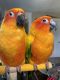Sun Conure Birds for sale in West Haven, CT 06516, USA. price: $1,650