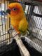 Sun Conure Birds for sale in Cordova, TN 38016, USA. price: NA