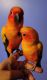 Sun Conure Birds for sale in Tuscaloosa, AL, USA. price: NA