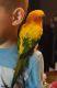 Sun Conure Birds for sale in Montgomery, TX 77356, USA. price: NA