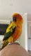 Sun Conure Birds for sale in Northeast Philadelphia, Philadelphia, PA, USA. price: NA