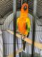 Sun Conure Birds for sale in Naples, FL, USA. price: $800