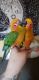 Sun Conure Birds for sale in Ohio City, Cleveland, OH, USA. price: $2,000