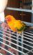 Sun Conure Birds for sale in Palestine, TX, USA. price: $150