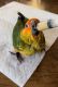 Sun Conure Birds for sale in Waverly, VA 23890, USA. price: NA