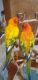 Sun Conure Birds for sale in San Antonio, TX, USA. price: $1,250