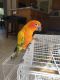 Sun Conure Birds for sale in Wilmington, DE, USA. price: NA