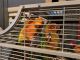 Sun Conure Birds for sale in Altamont, NY 12009, USA. price: NA