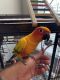 Sun Conure Birds for sale in Mooresville, NC, USA. price: NA