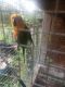 Sun Conure Birds for sale in Plant City, FL, USA. price: NA