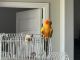 Sun Conure Birds for sale in Dallas, TX, USA. price: NA