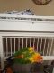Sun Conure Birds for sale in Martinsburg, WV, USA. price: NA