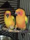 Sun Conure Birds for sale in Edmond, OK, USA. price: $1,000